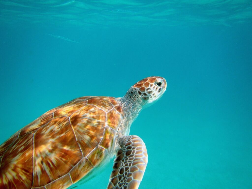 Sea turtle swimming in Barbados