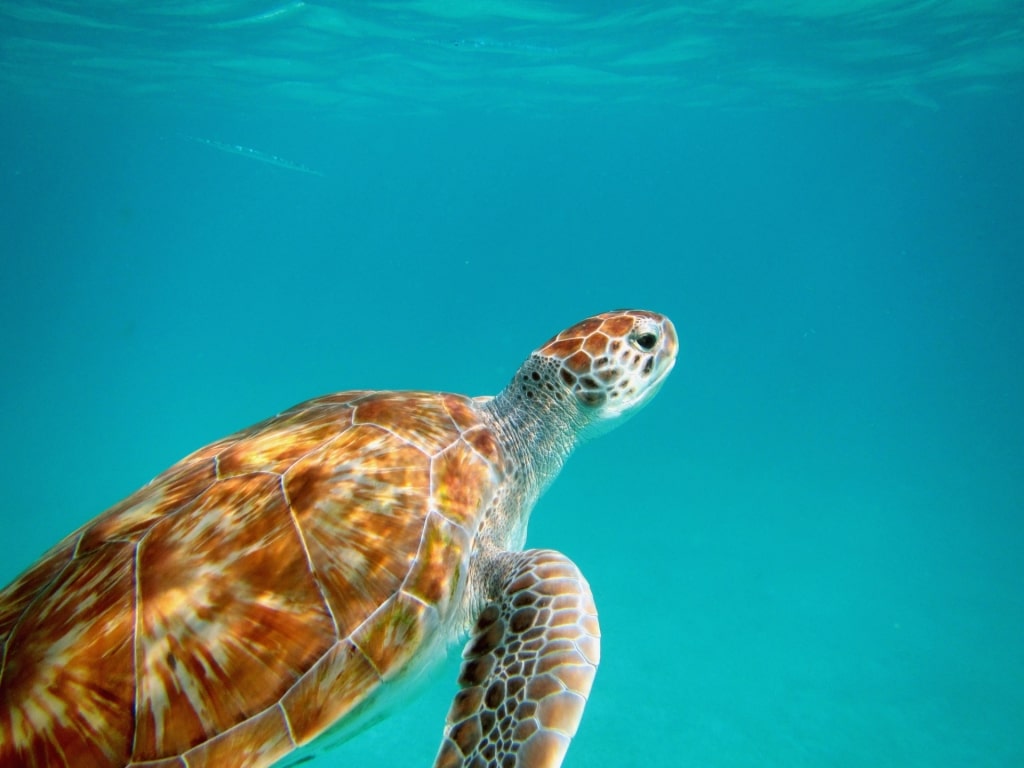 Sea turtle swimming in Barbados