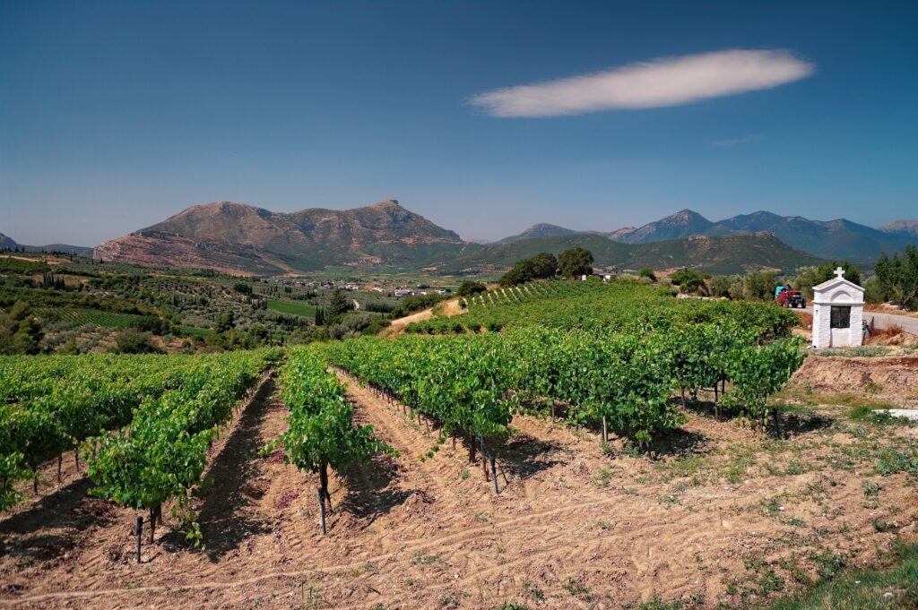 Lush vineyard in Nemea