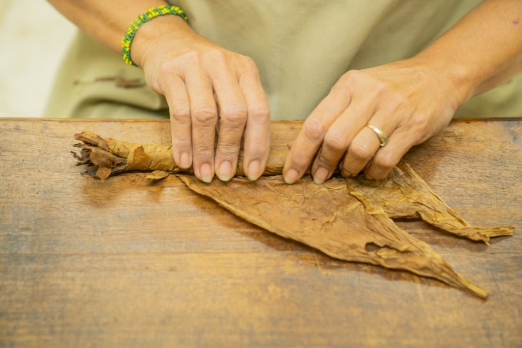 Rolling a cigar