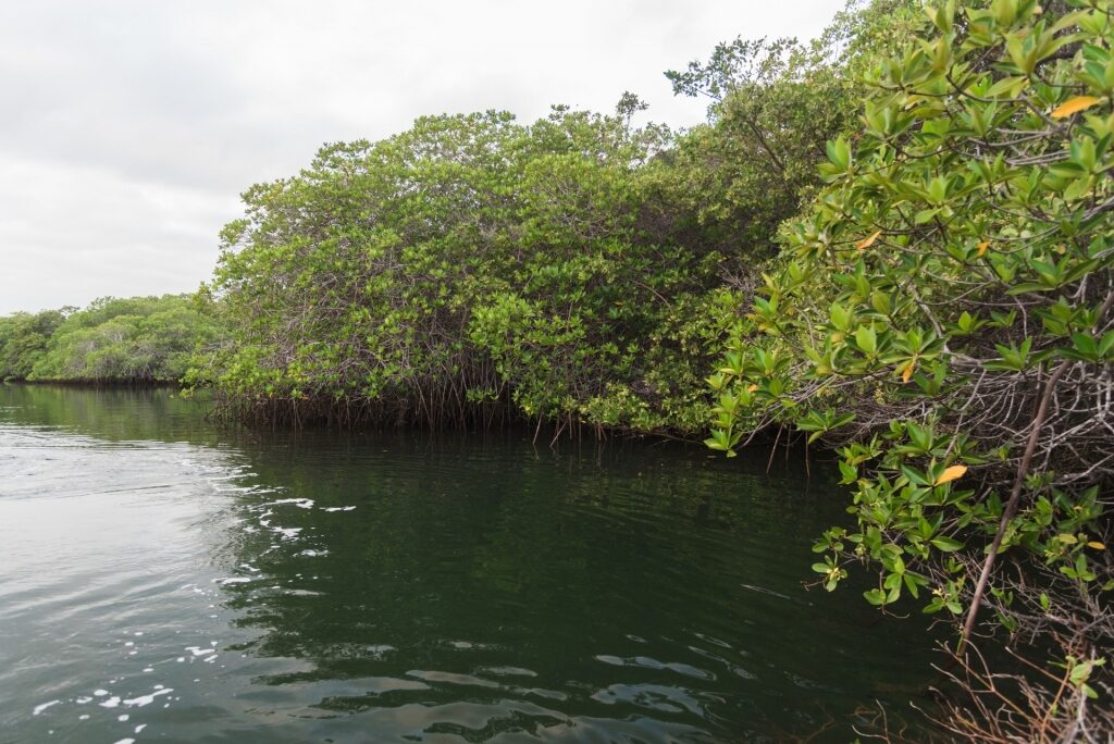 Mangroves along Black Turtle Cove