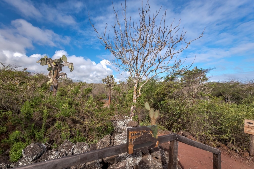 Trail in Charles Darwin Research Station