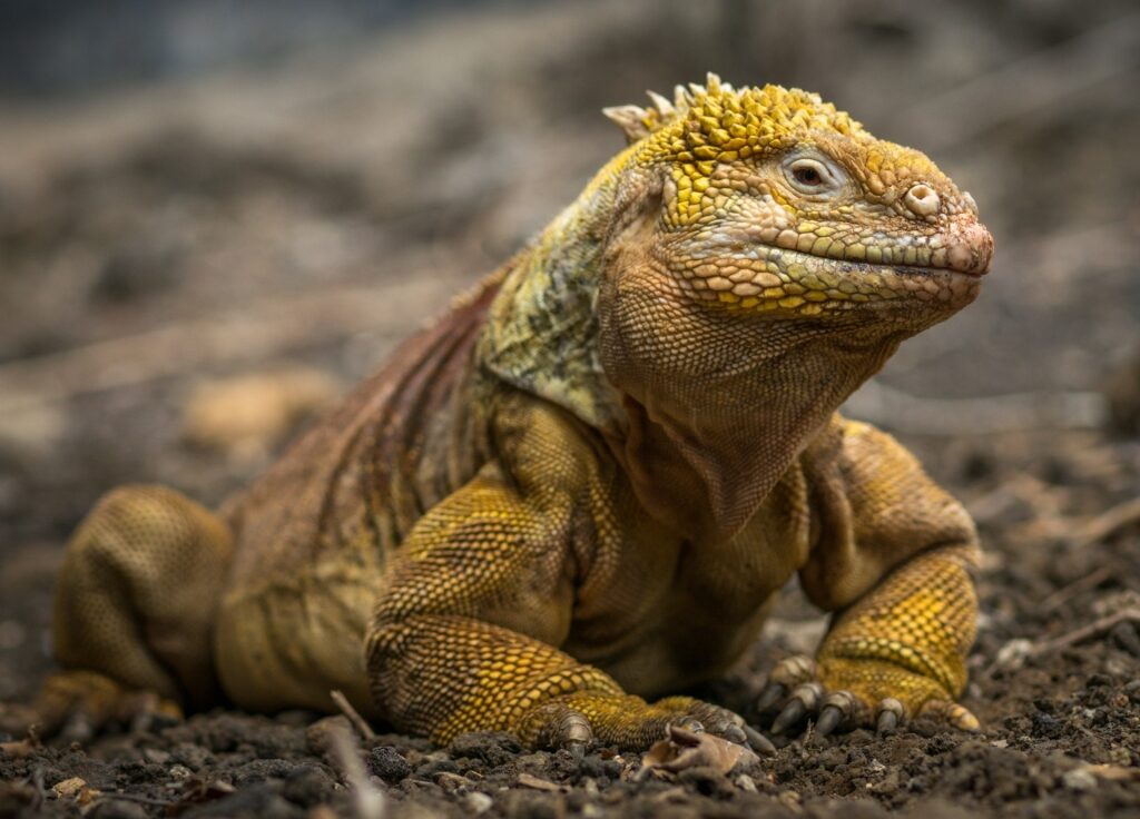 Land iguana spotted in Dragon Hill