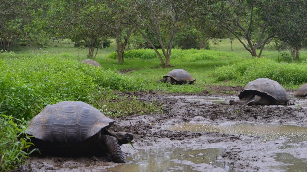 Galapagos tortoises spotted in El Chato Ranch