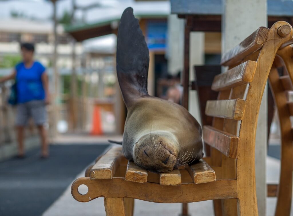 Sea lion sleeping on a bench in Puerto Ayora