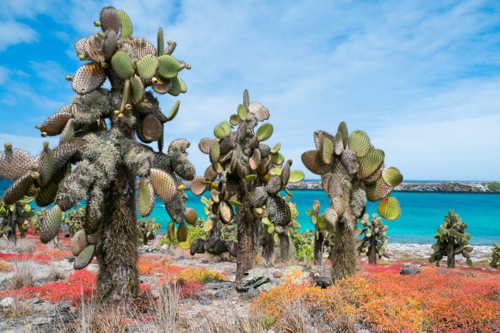 Santa Cruz Galapagos