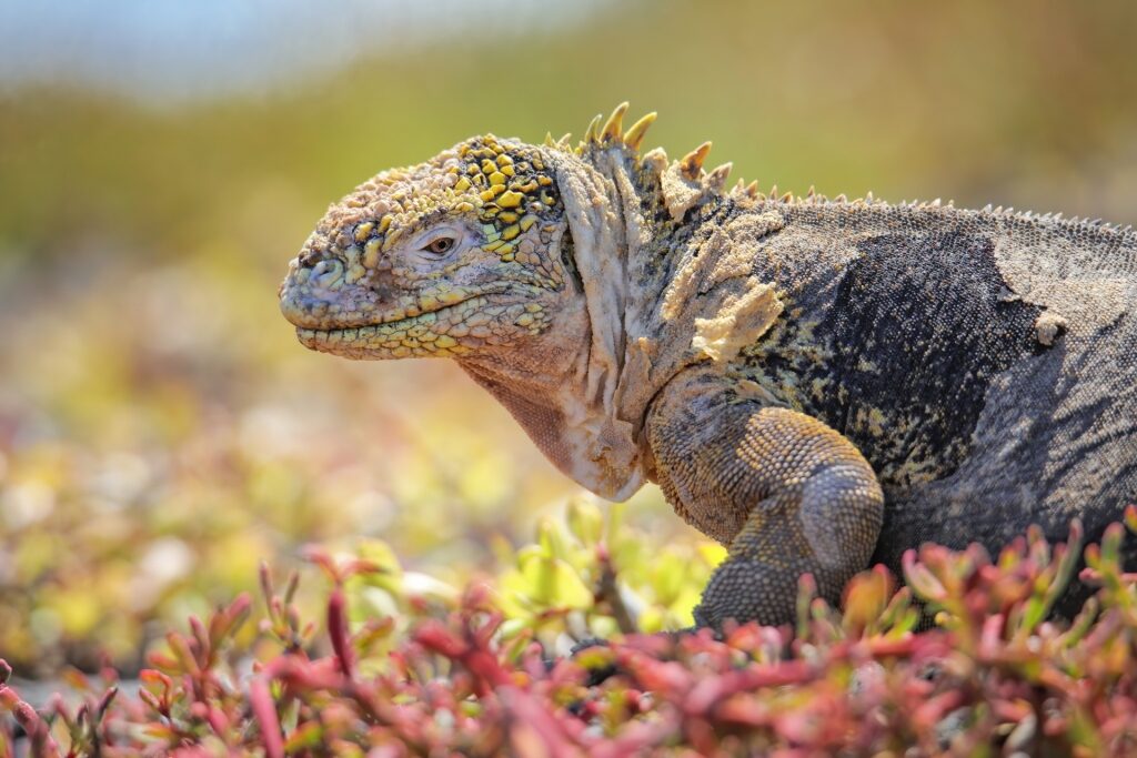 Land iguana in the Galapagos