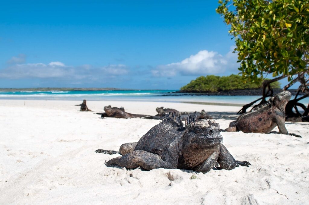 Marine iguana spotted on Tortuga Bay beach