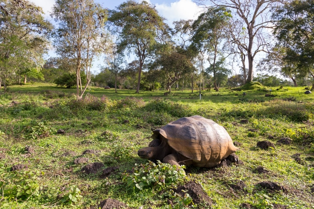 Galapagos tortoise in Santa Cruz