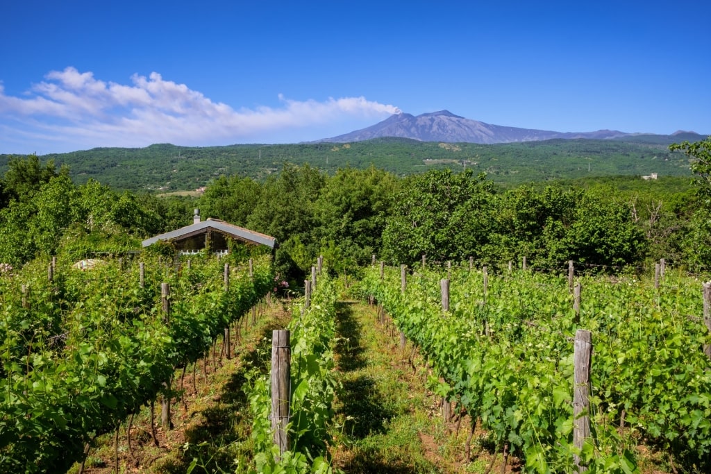 Vineyard in Italy