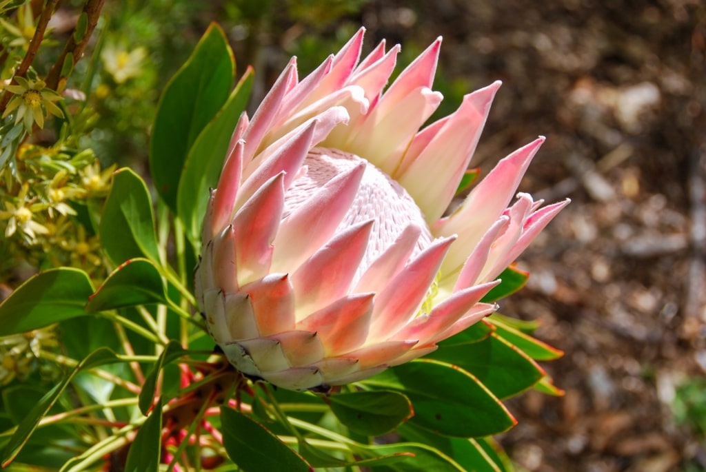 Beautiful South African King Protea