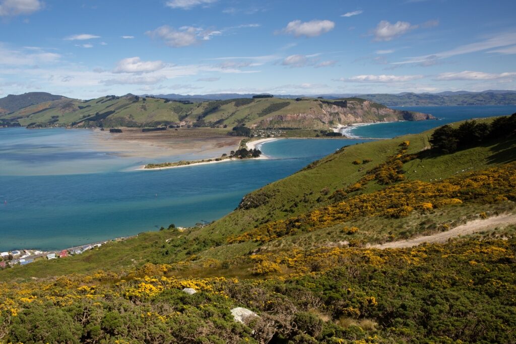Visit Otago Peninsula, one of the best things to do in Dunedin