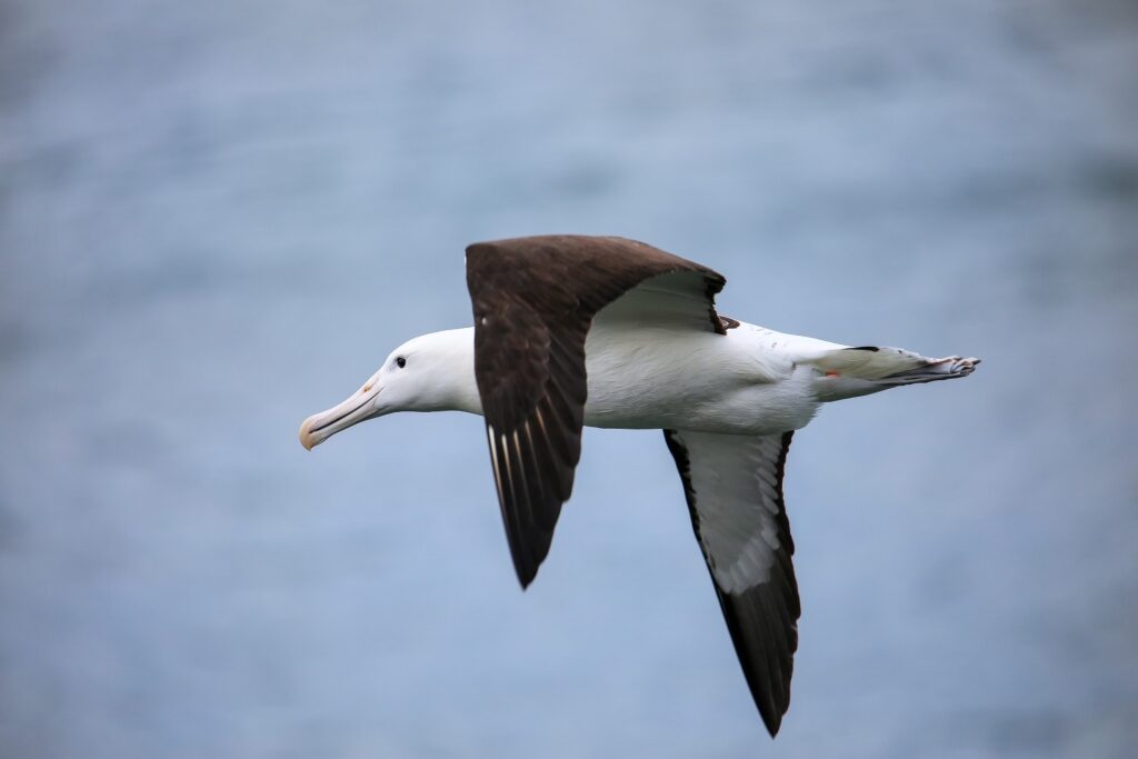 Royal albatross flying in New Zealand