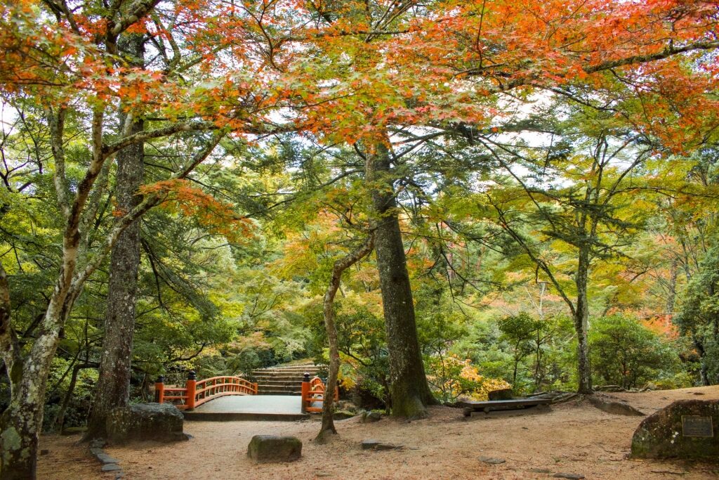 Lush view of Momijidani Maple Leaf Park