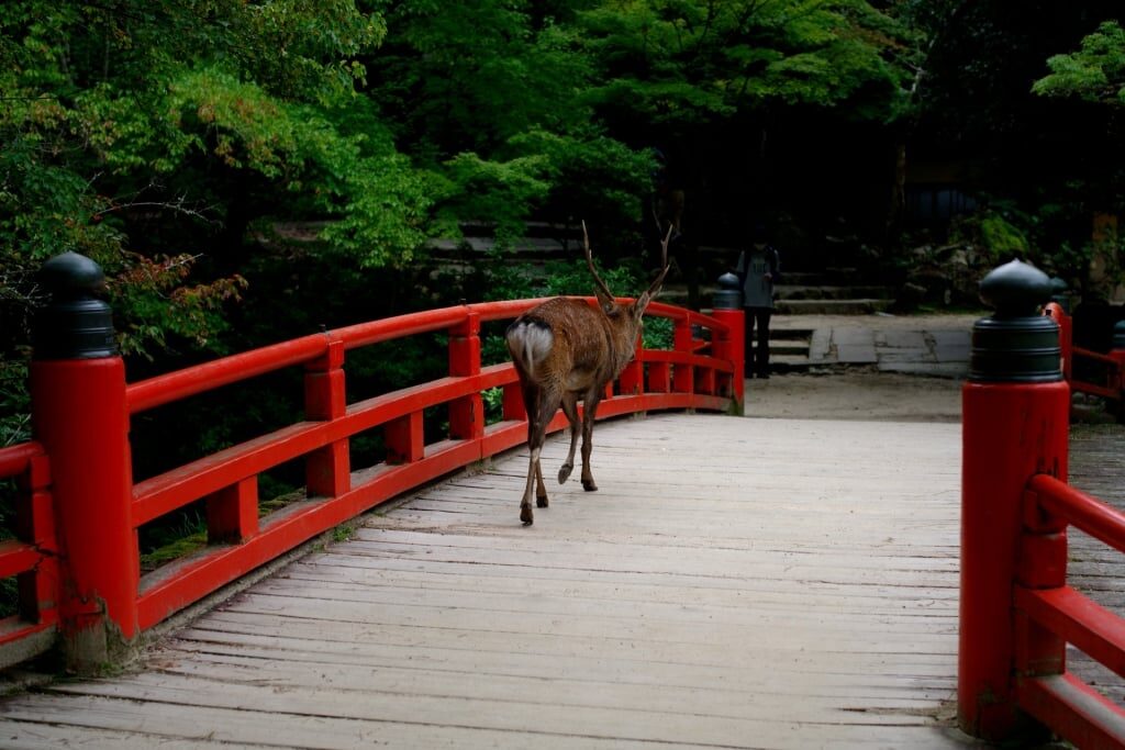 Deer spotted in Momijidani Maple Leaf Park