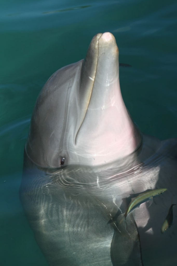 Dolphin in Jamaica