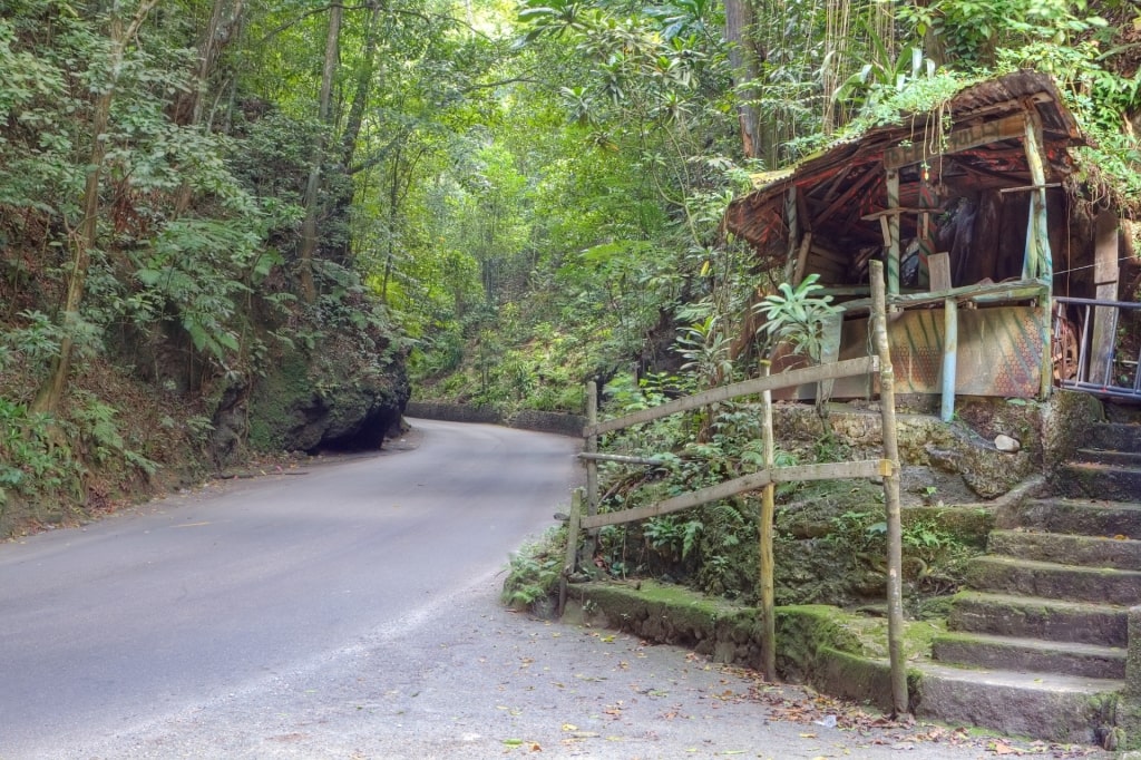 Greenery in Fern Gully