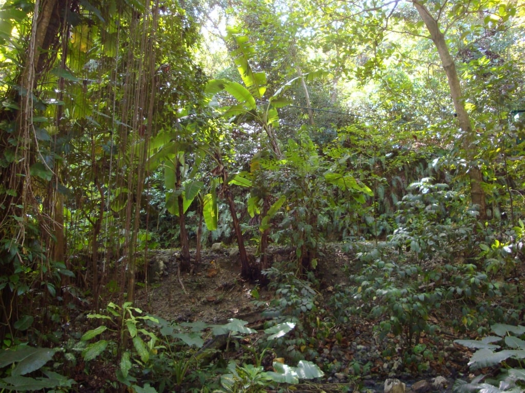 View while hiking in Mystic Mountain Jamaica Adventure Park