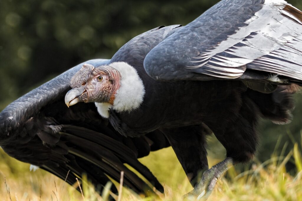 Wildlife in Patagonia - Andean Condor