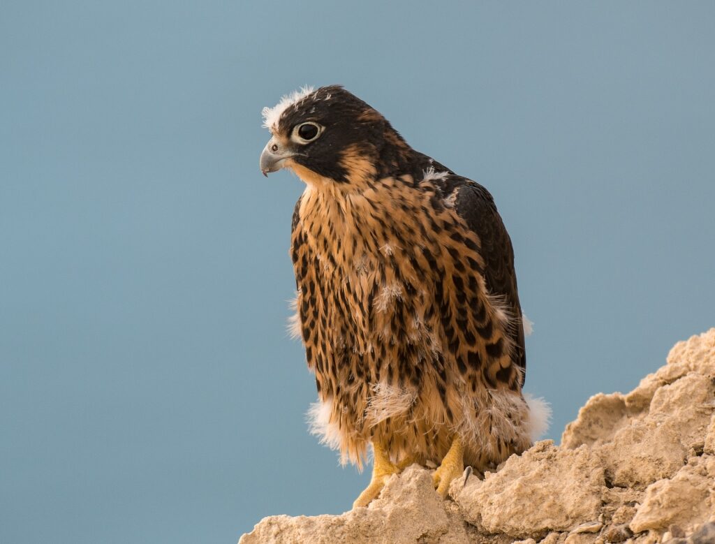 Majestic closeup of Austral Peregrine Falcon