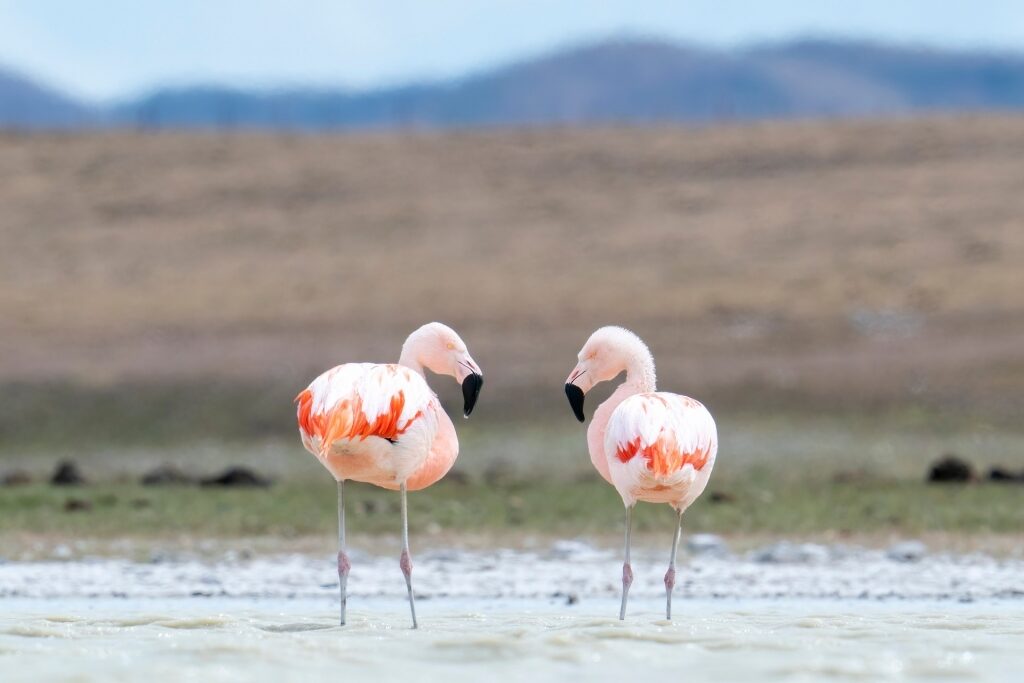 Wildlife in Patagonia - Chilean Flamingo
