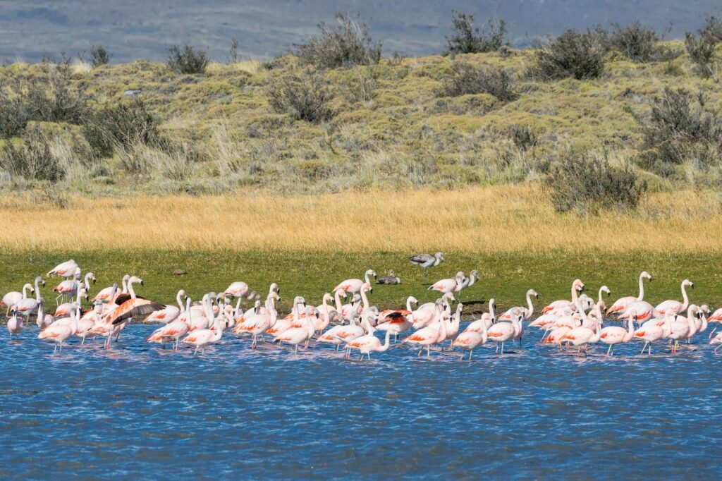 Flock of Chilean Flamingo in the water