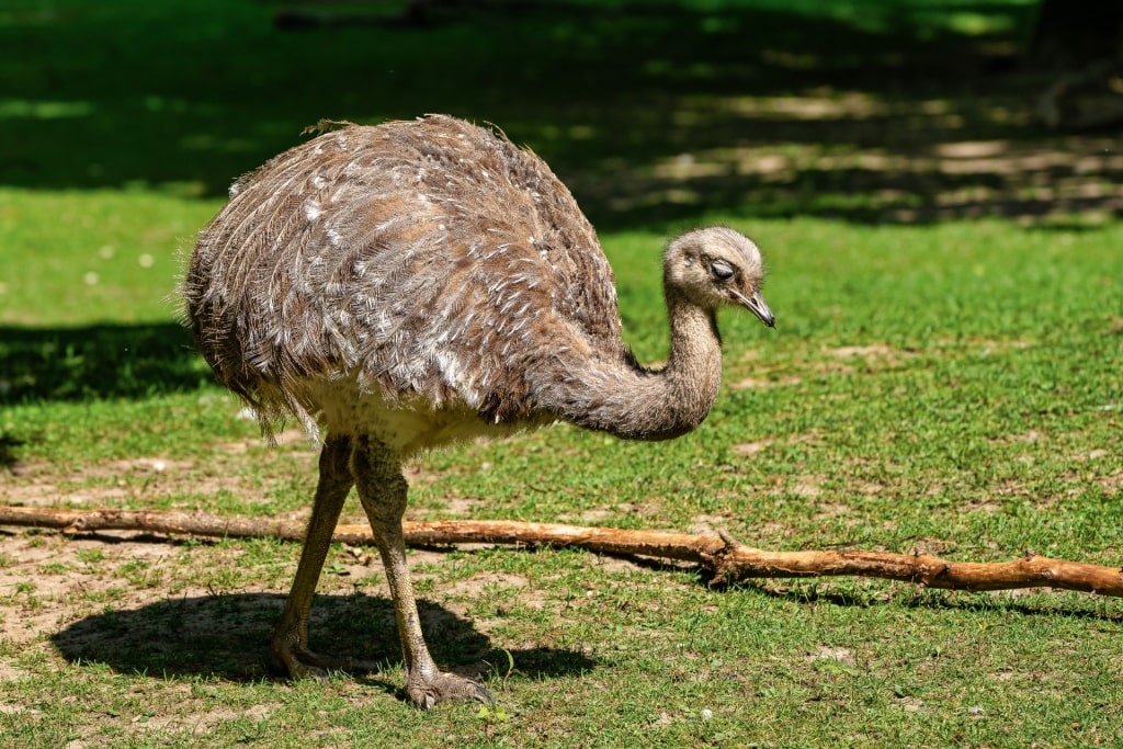 Darwin’s Rhea