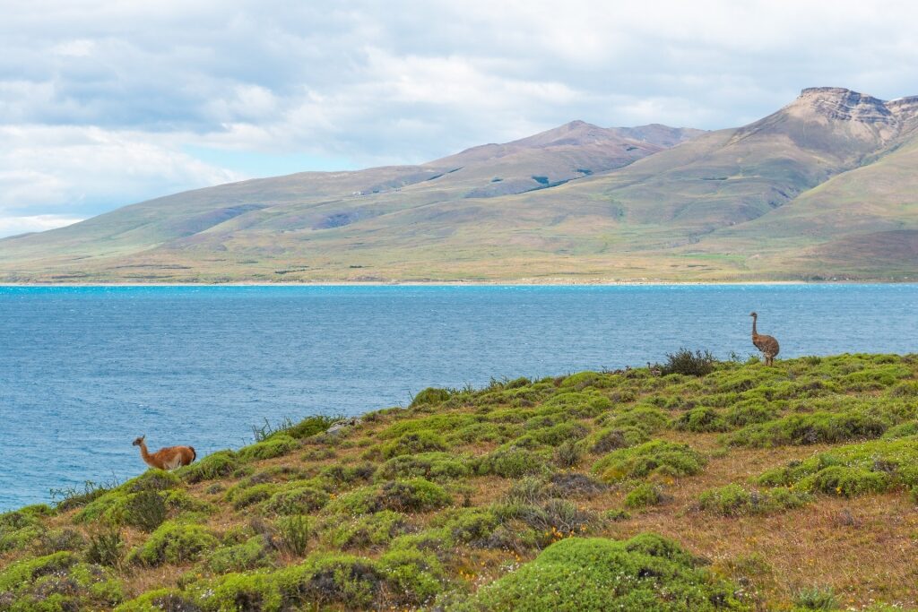 Darwin’s Rhea in Patagonia National Park