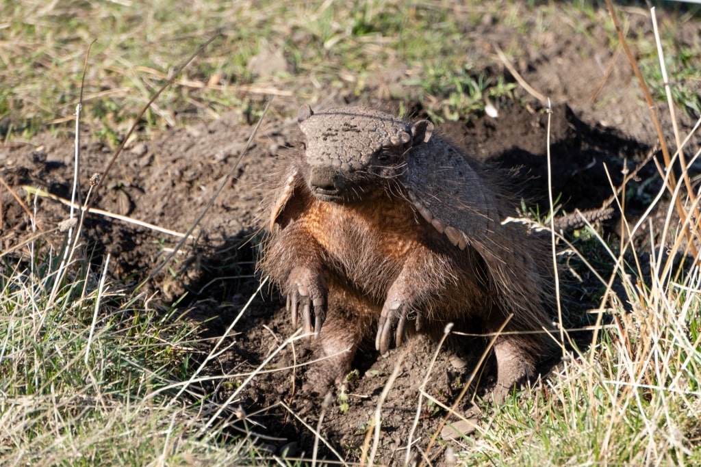 Dwarf Armadillo spotted in the wild