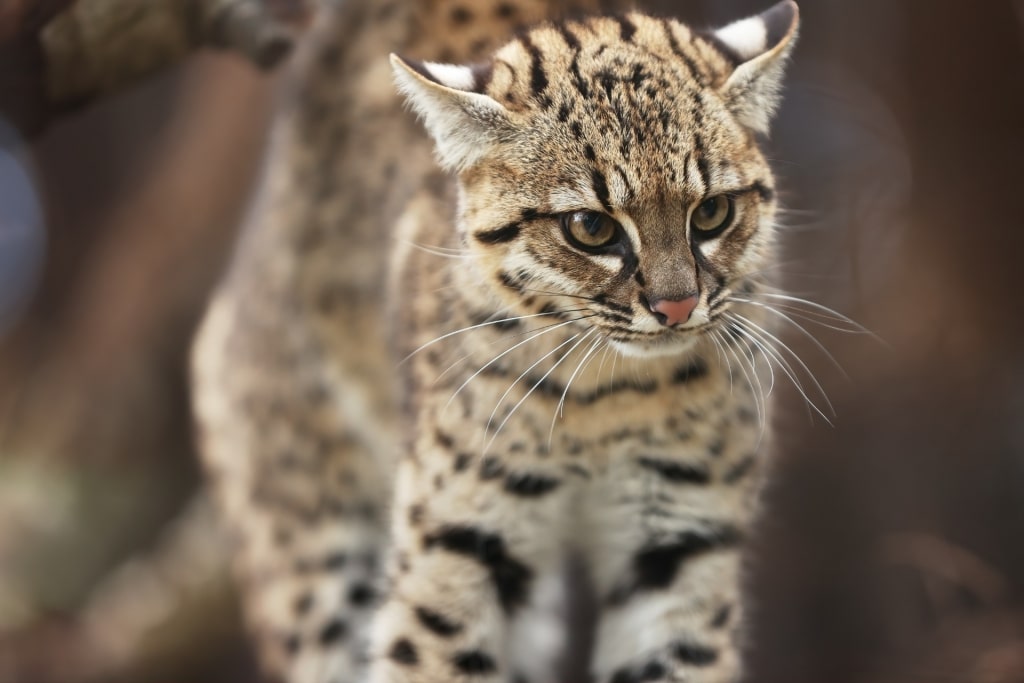 Wildlife in Patagonia - Geoffroy's Cat