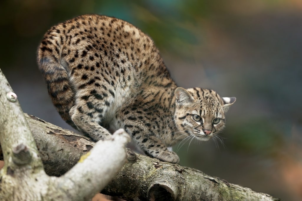 Unique spots of Geoffroy's Cat