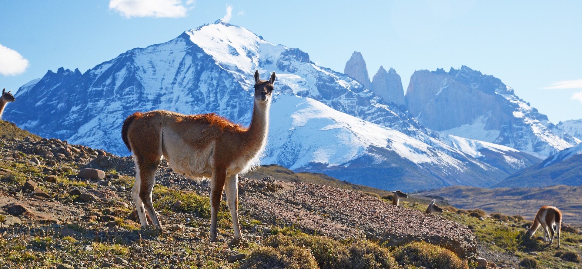 Wildlife in Patagonia: 20 Amazing Species | Celebrity Cruises