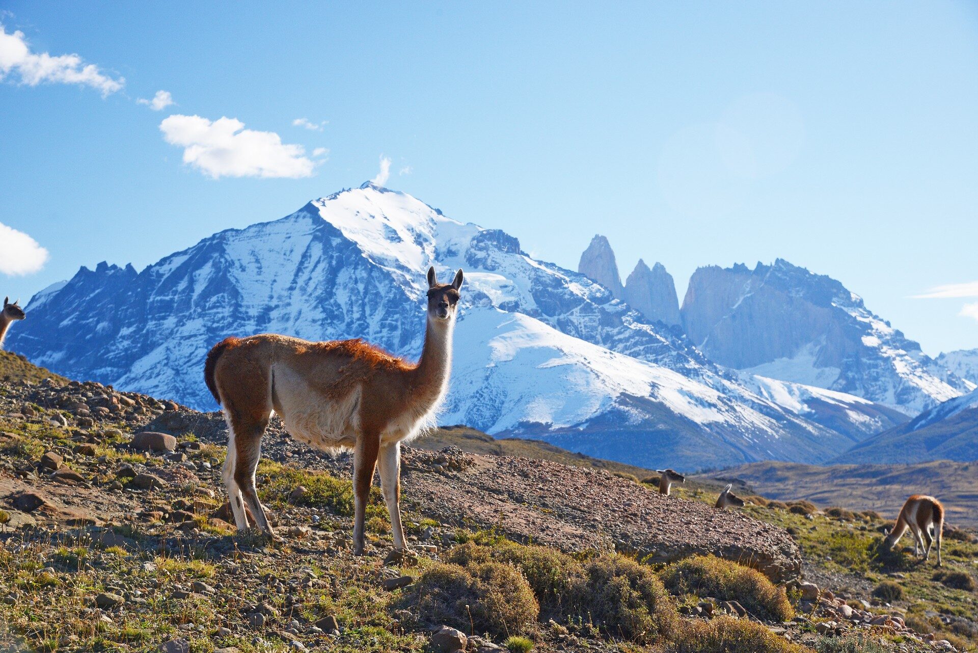 Wildlife in Patagonia: 20 Amazing Species | Celebrity Cruises