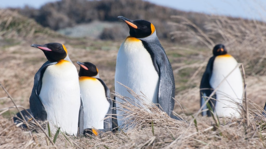 Flock of King Penguin in South America