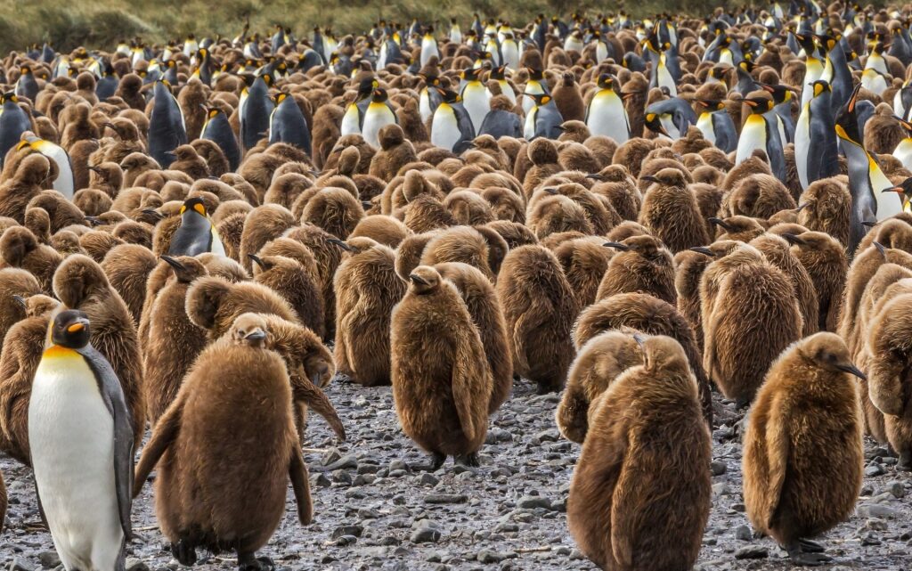 King Penguin with their chicks