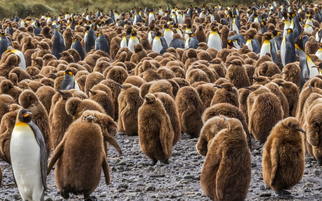 King Penguin with their chicks