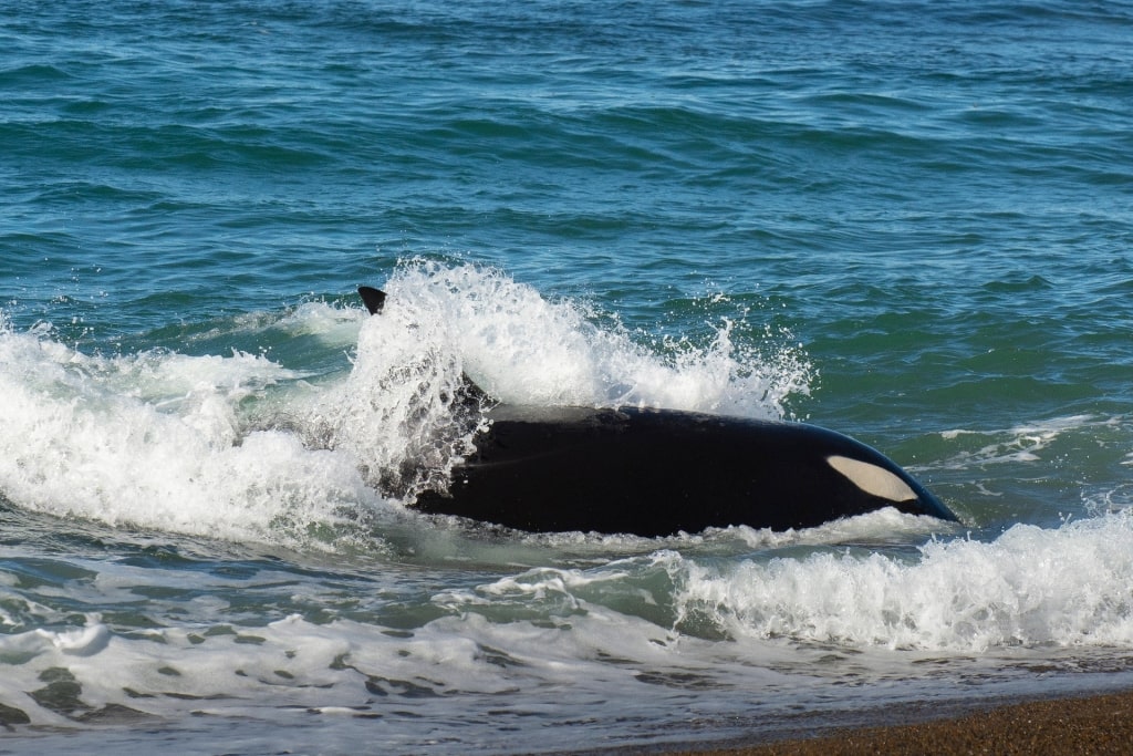 Orca swimming in the water