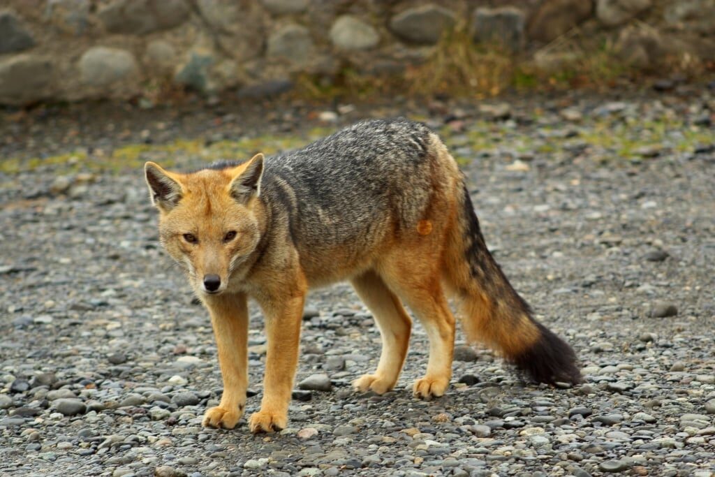 Patagonian Culpeo Fox spotted in Patagonia
