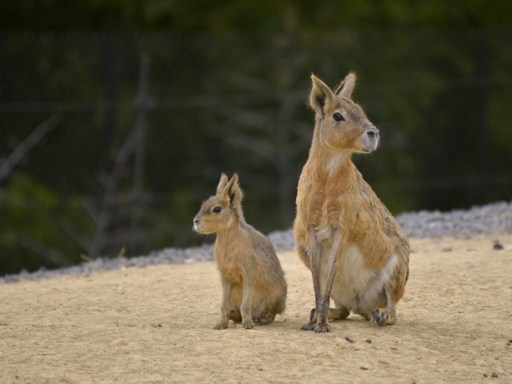 Patagonian Mara with baby