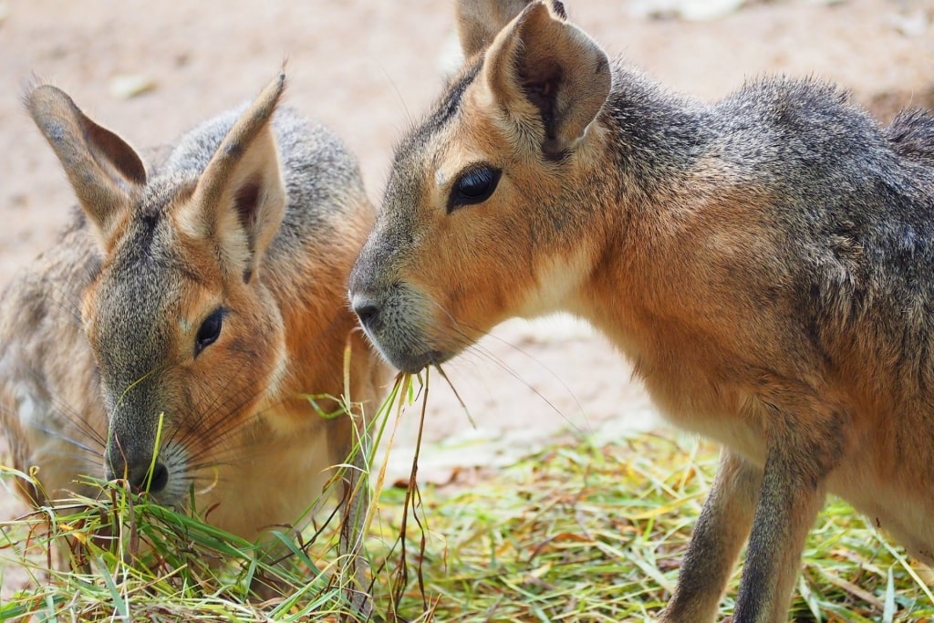 Closeup of Patagonian Mara