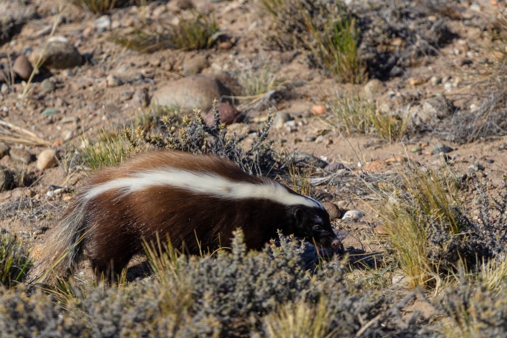 Patagonian Skunk