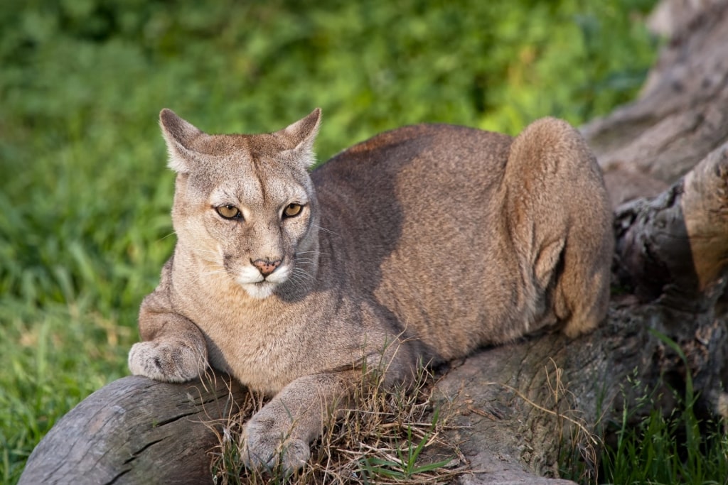 Wildlife in Patagonia: 20 Amazing Species | Cruises