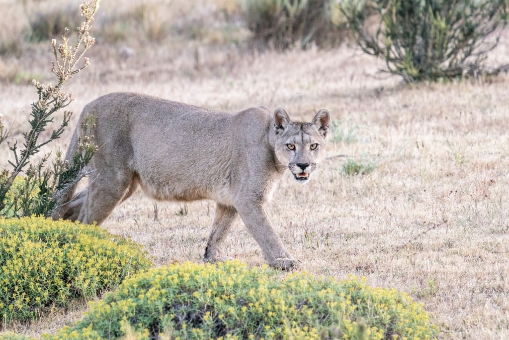 Wildlife in Patagonia - Puma