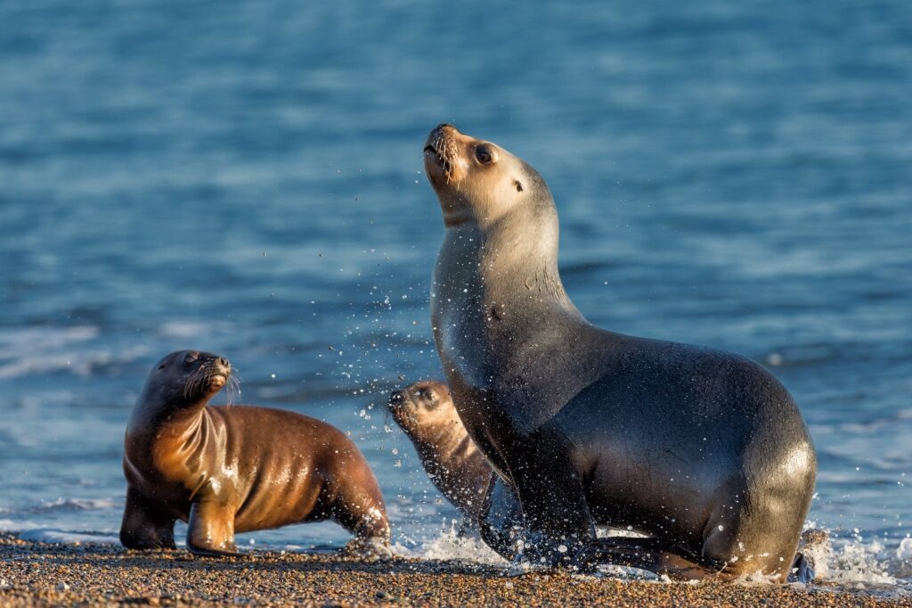 South American Sea Lion playing by the water