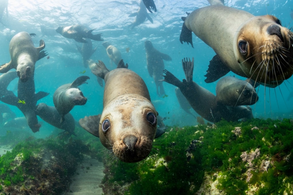 South American Sea Lion swimming