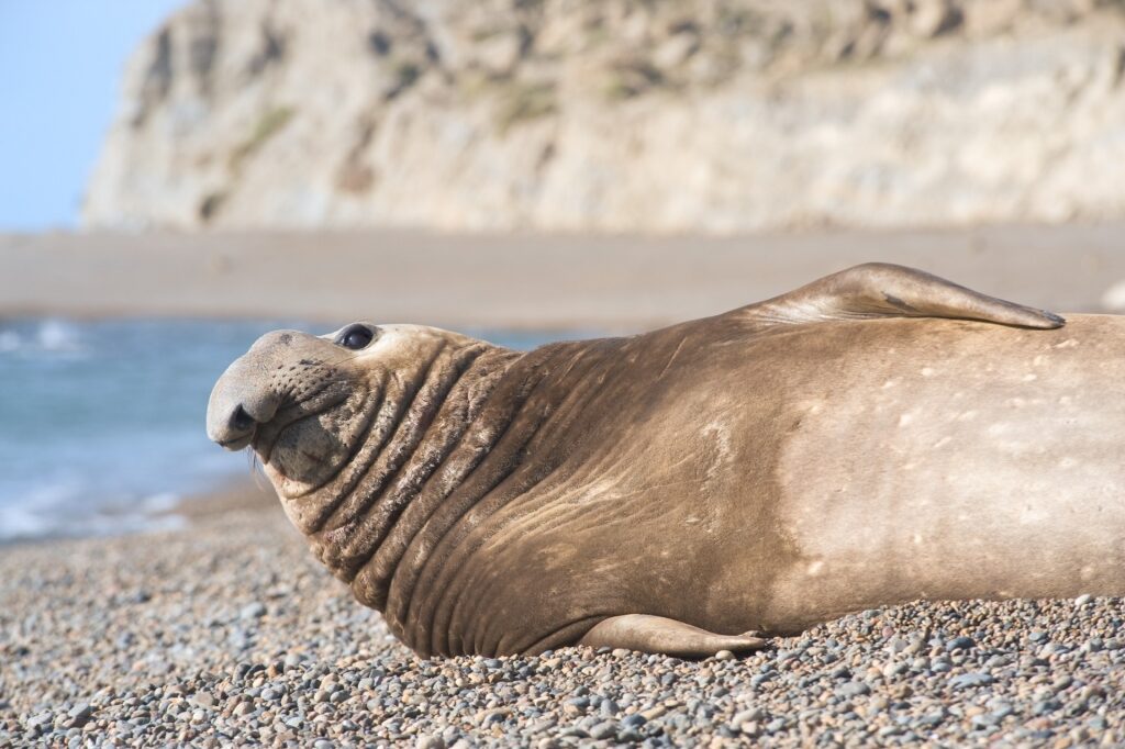 Southern Elephant Seal by the water