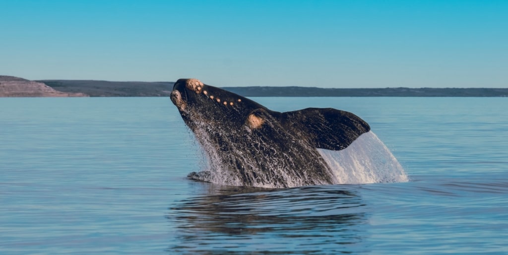 Southern Right Whale breaching in the water