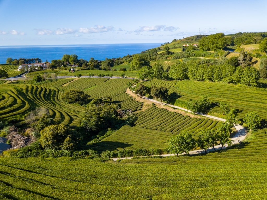 Tea plantation in Azores