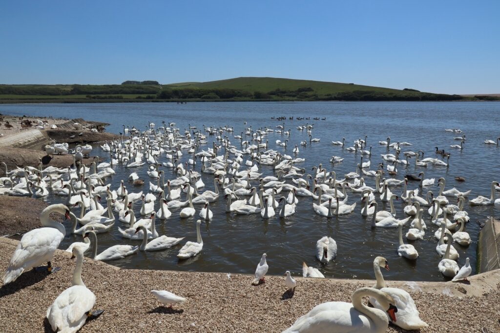 Swans in Abbotsbury Swannery in Dorset, England