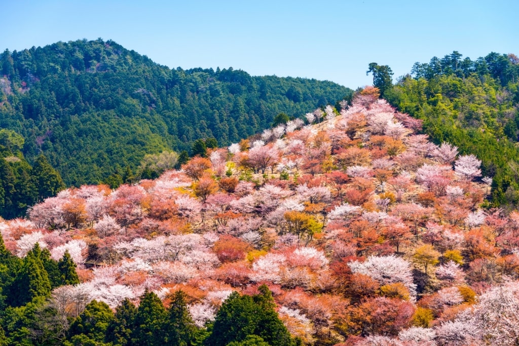 Yoshino-Kumano National Park, one of the best hikes in Japan